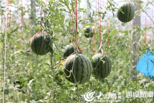 康县网红吃瓜视频爆料曝光,一场网络爆料的背后真相 第1张 康县网红吃瓜视频爆料曝光,一场网络爆料的背后真相 第1张